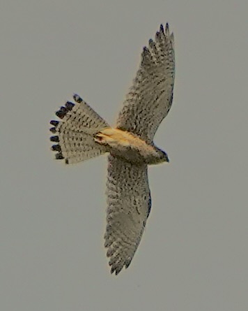 lesser kestrel